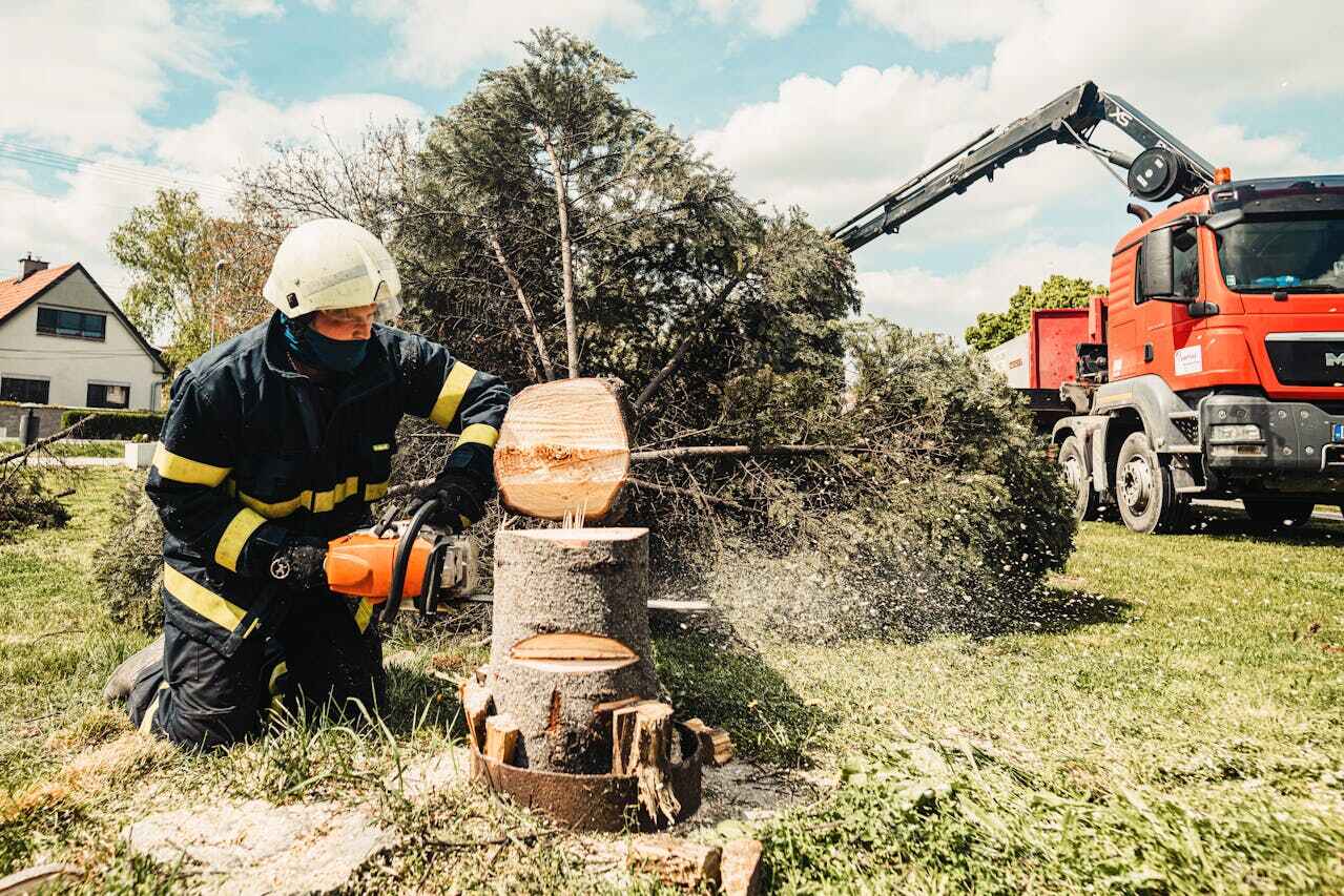 Best Professional Tree Care  in USA